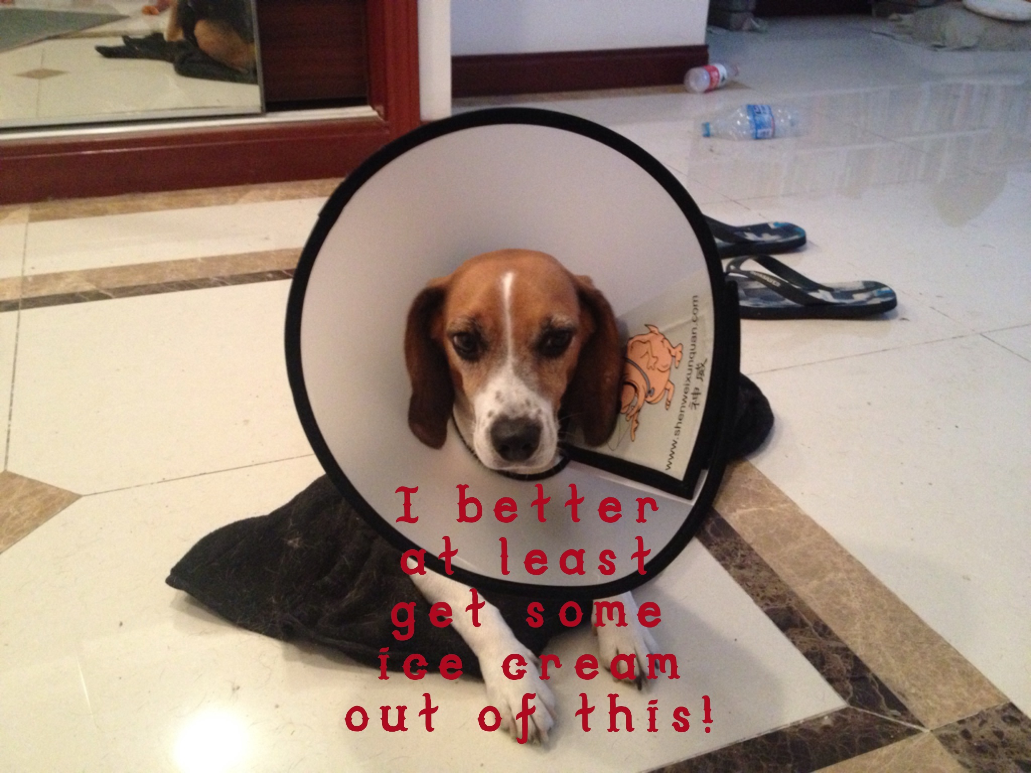 beagle-cone-of-shame